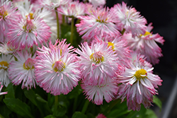 Habanera White with Pink Tips English Daisy (Bellis perennis 'Habanera White with Pink Tips') at Lakeshore Garden Centres