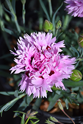 Early Bird Fizzy Pinks (Dianthus 'Wp08 Ver03') at Lakeshore Garden Centres