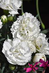 Early Bird Frosty Pinks (Dianthus 'Wp10 Ven06') at Lakeshore Garden Centres