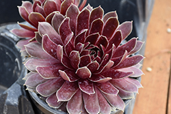 Black Prince Hens And Chicks (Sempervivum 'Black Prince') at A Very Successful Garden Center