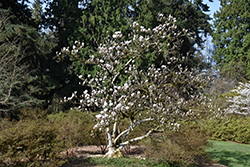 Speciosa Saucer Magnolia (Magnolia x soulangeana 'Speciosa') at A Very Successful Garden Center