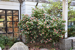 Snow Camellia (Camellia japonica 'ssp. Rusticana') at Stonegate Gardens