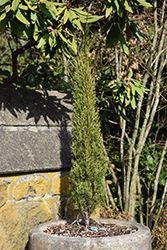 Totem Italian Cypress (Cupressus sempervirens 'Totem') at Lakeshore Garden Centres
