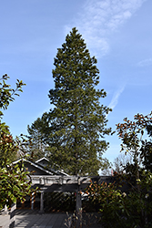Shore Pine (Pinus contorta 'var. contorta') at A Very Successful Garden Center