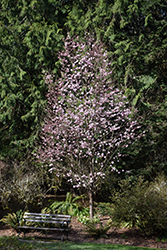 Pink Flair Sargent Cherry (Prunus sargentii 'JFS-KW58') at Stonegate Gardens