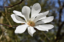 W.B. Clarke Anise Magnolia (Magnolia salicifolia 'W.B. Clarke') at Lakeshore Garden Centres