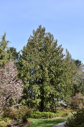 Western Arborvitae (Thuja plicata) at Stonegate Gardens