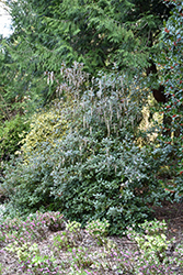 Siskiyou Jade Silk Tassel Bush (Garrya elliptica 'Siskiyou Jade') at Stonegate Gardens