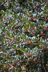 Hendersonii Holly (Ilex x altaclerensis 'Hendersonii') at Lakeshore Garden Centres