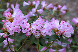 Seta Rhododendron (Rhododendron 'Seta') at A Very Successful Garden Center