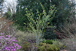 Joe Witt Snakebark Maple (Acer tegmentosum 'Joe Witt') at A Very Successful Garden Center