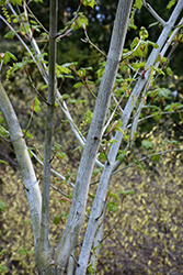 Joe Witt Snakebark Maple (Acer tegmentosum 'Joe Witt') at Stonegate Gardens