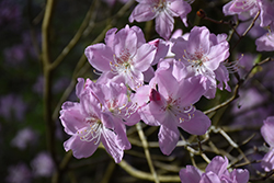 Royal Azalea (Rhododendron schlippenbachii) at A Very Successful Garden Center