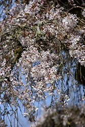 Weeping Higan Cherry (Prunus subhirtella 'Pendula') at Stonegate Gardens