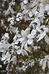 Slavin's Snowy Magnolia (Magnolia x proctoriana 'Slavin's Snowy') at Stonegate Gardens