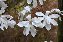 Slavin's Snowy Magnolia (Magnolia x proctoriana 'Slavin's Snowy') at Lakeshore Garden Centres