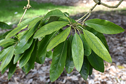Southern Sweetbay Magnolia (Magnolia virginiana var. australis) at Stonegate Gardens