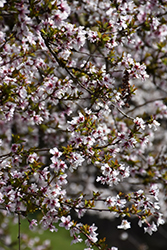 Fuji Cherry (Prunus incisa) at A Very Successful Garden Center