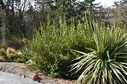 Kapuka (Griselinia littoralis) at Stonegate Gardens