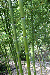 Sweetshoot Bamboo (Phyllostachys dulcis) at A Very Successful Garden Center