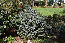 Papoose Dwarf Sitka Spruce (Picea sitchensis 'Papoose') at A Very Successful Garden Center
