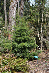 Willowleaf Podocarp (Podocarpus salignus) at A Very Successful Garden Center
