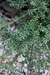 Mountain Plum Pine (Podocarpus lawrencei) at Stonegate Gardens
