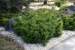 Red Tip Mountain Plum Pine (Podocarpus lawrencei 'Red Tip') at A Very Successful Garden Center