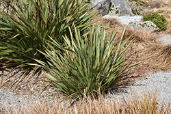 Mountain Flax (Phormium colensoi) at A Very Successful Garden Center