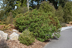 Koromiko (Hebe salicifolia) at Stonegate Gardens