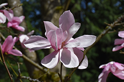 Diva Sprenger's Magnolia (Magnolia sprengeri 'Diva') at A Very Successful Garden Center