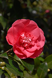 Elegans Camellia (Camellia japonica 'Elegans') at A Very Successful Garden Center