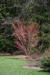 Beni Kawa Coral Bark Japanese Maple (Acer palmatum 'Beni Kawa') at Lakeshore Garden Centres
