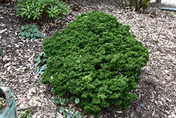 Plumosa Compressa Falsecypress (Chamaecyparis pisifera 'Plumosa Compressa') at A Very Successful Garden Center