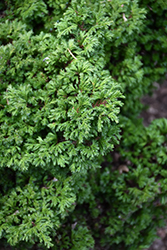 Plumosa Compressa Falsecypress (Chamaecyparis pisifera 'Plumosa Compressa') at A Very Successful Garden Center