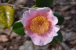 Showa-no-hikari Camellia (Camellia japonica 'Showa-no-hikari') at Lakeshore Garden Centres