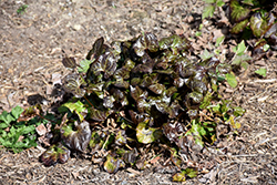 Beesia (Beesia deltophylla) at A Very Successful Garden Center