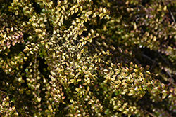 Twiggy Box Honeysuckle (Lonicera nitida 'Twiggy') at A Very Successful Garden Center