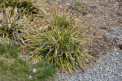 EverColor Everlime Japanese Sedge (Carex oshimensis 'Everlime') at Stonegate Gardens