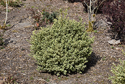 Wedding Ring Boxwood (Buxus microphylla 'Eseles') at Stonegate Gardens