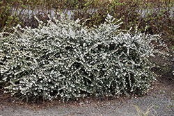 Tea Olive (Osmanthus delavayi) at A Very Successful Garden Center