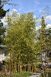 Robert Young Bamboo (Phyllostachys viridis 'Robert Young') at A Very Successful Garden Center