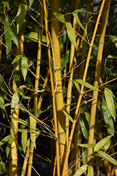 Robert Young Bamboo (Phyllostachys viridis 'Robert Young') at A Very Successful Garden Center