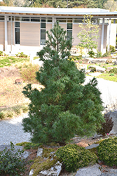 Mini Twists White Pine (Pinus strobus 'Mini Twists') at Stonegate Gardens