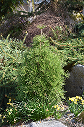 Green Bullet Umbrella Pine (Sciadopitys verticillata 'Gruene Kugel') at Lakeshore Garden Centres