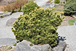 Carsten's Wintergold Mugo Pine (Pinus mugo 'Carsten's Wintergold') at Stonegate Gardens