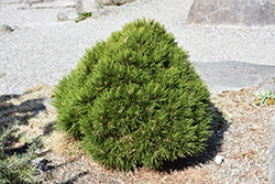 Smidt's Bosnian Pine (Pinus heldreichii 'Smidtii') at Lakeshore Garden Centres
