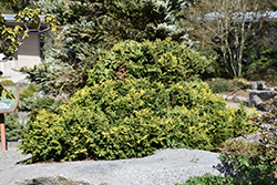 Stoneham Hinoki Falsecypress (Chamaecyparis obtusa 'Stoneham') at Lakeshore Garden Centres