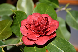 Mrs. Charles Cobb Camellia (Camellia japonica 'Mrs. Charles Cobb') at Stonegate Gardens