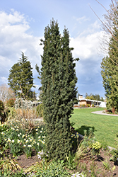 Upright Japanese Plum Yew (Cephalotaxus harringtonia 'Fastigiata') at A Very Successful Garden Center